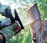 Best Tree Disease Treatment  in Hollister, CA